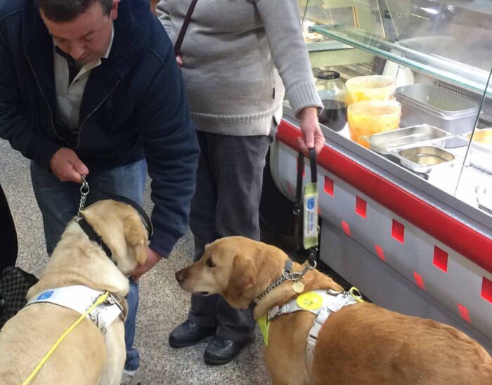 Two guide dogs in cafe. Man patting one dog