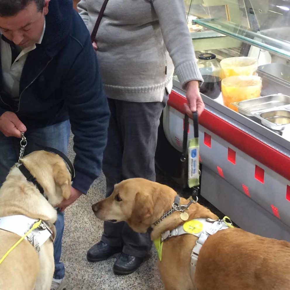 Two guide dogs in cafe. Man patting one dog