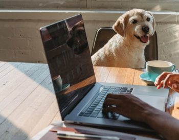 man&#039;s hands on laptop keyboard with dog watching him