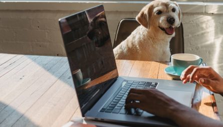 man's hands on laptop keyboard with dog watching him