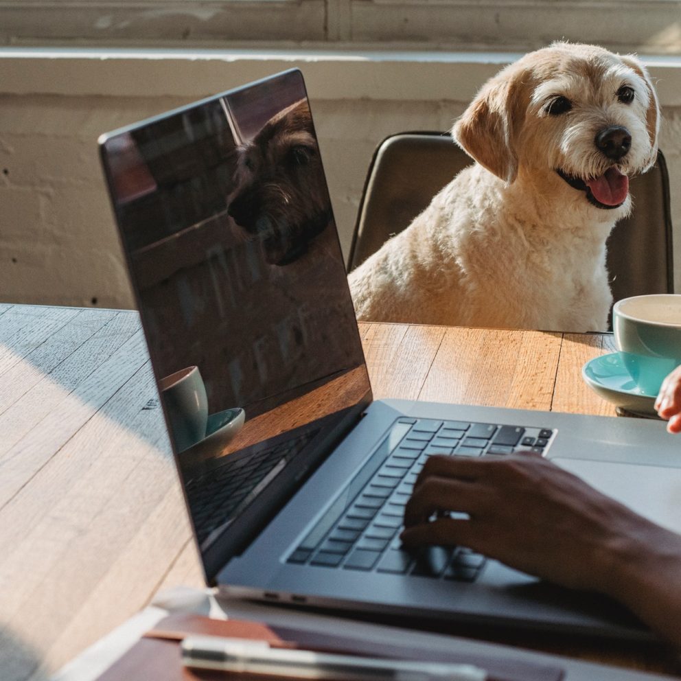 man's hands on laptop keyboard with dog watching him