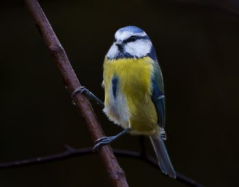 A blue tit sitting on a branch looking at the camera