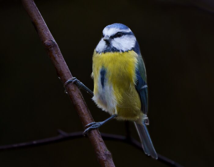 A blue tit sitting on a branch looking at the camera