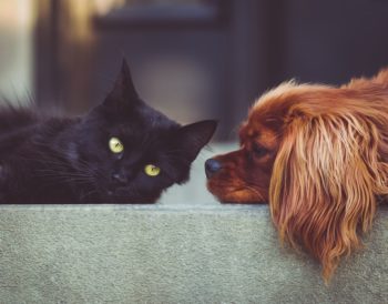 A black cat and a dog (King Charles Spaniel) side by side on a path. The dog is looking at the cat and the cat is looking at the camera.