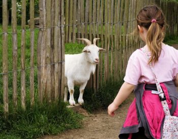 A young girl walking towards a goat.