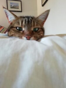 Bella the cat's head peeking out from the duvet
