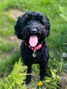 Cerys, a black Cockapoo, sitting on grass with her tongue hanging out.