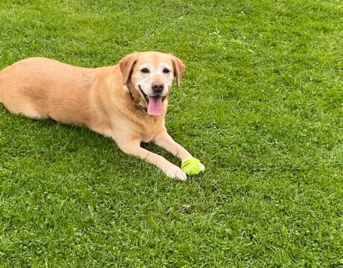 Gina lying down on the grass with her tougue sticking out