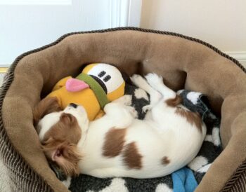 a very cute Cavalier puppy lies sleeping on her side in a round dog bed