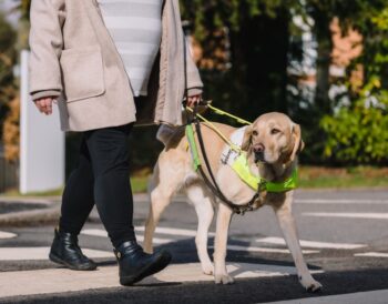 A yellow lab guide dog in a harness crosses a street with his owner